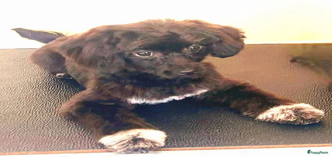 Galerij afbeelding {{count}}