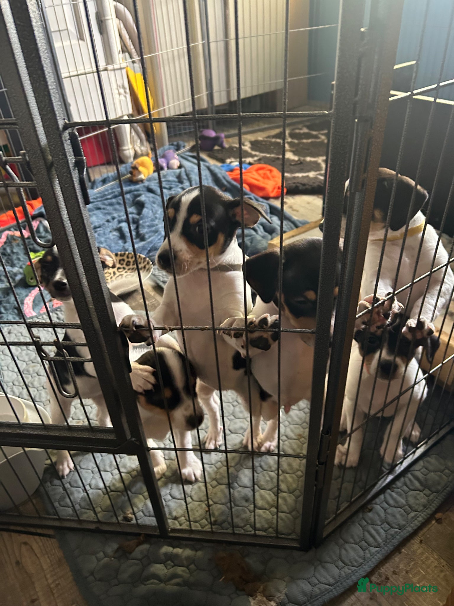 Boerenfox honden te koop: Boerenfox pups in Zuid-Beijerland - Advertentie 7