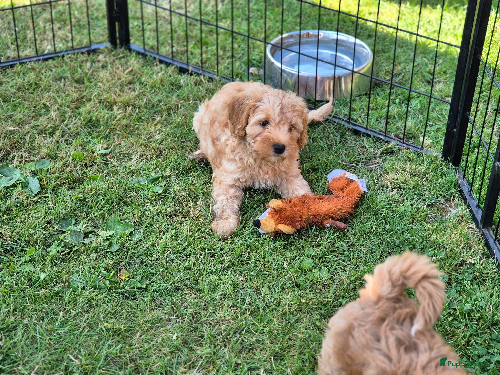 Maltipoo honden Prachtige Maltipoo pups, nog 1 reu beschikbaar  - Advertentie 2