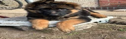 Duitse Herder honden te koop: Duitse herder puppy’s - Advertentie 17