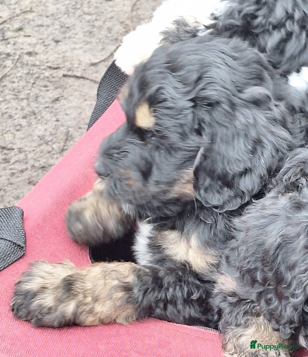 Bernedoodle honden te koop: Bernedoodles multigen - Afbeelding 23
