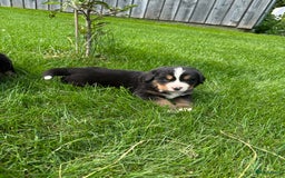 Kruising honden te koop: Berner Sennen x Zwitserse Sennen pups - Afbeelding 10
