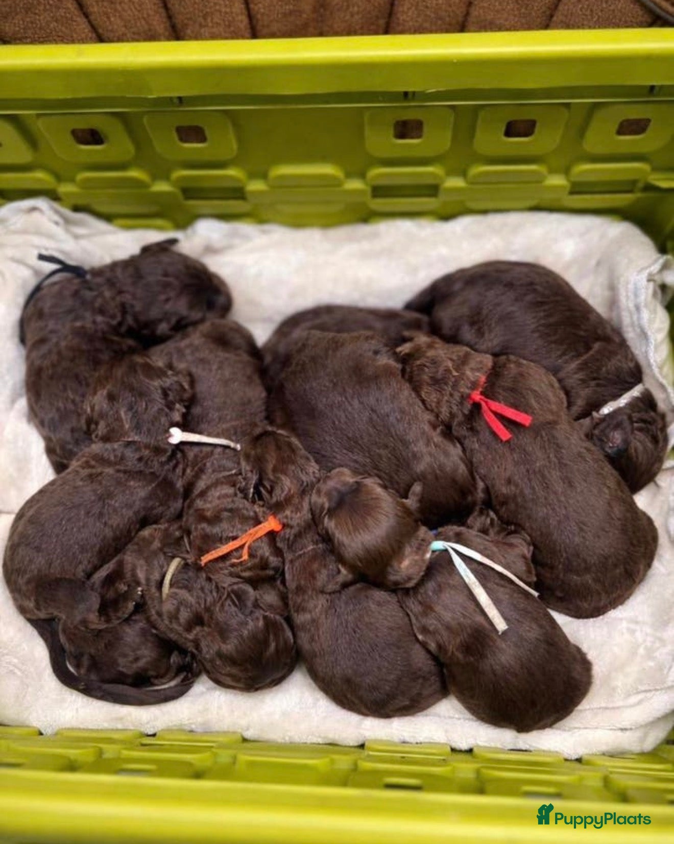 Labradoodle honden Labradoodle pups  - Advertentie 1