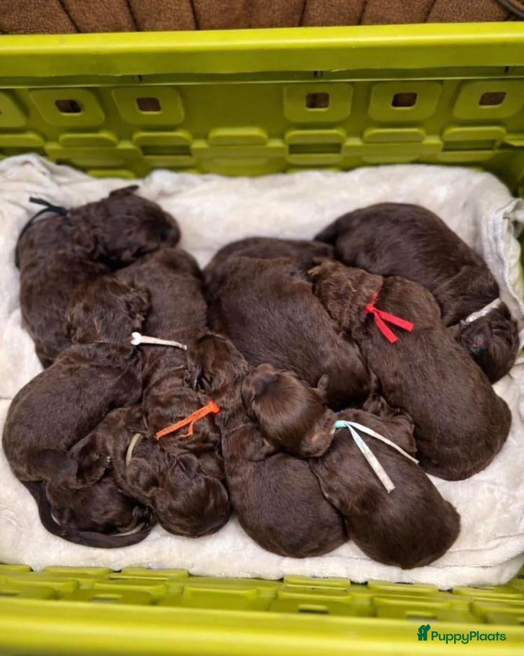 Labradoodle honden te koop: Labradoodle pups  - Advertentie 1