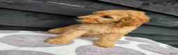 Labradoodle honden te koop: Labradoodle Onwijs mooie Teefjes Beschikbaar  - Advertentie 9