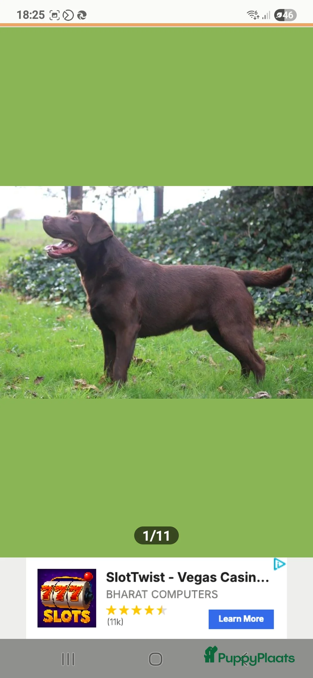 Labradoodle honden te koop:  koningspoedel x labrador pups (labradoodle)  - Advertentie 11