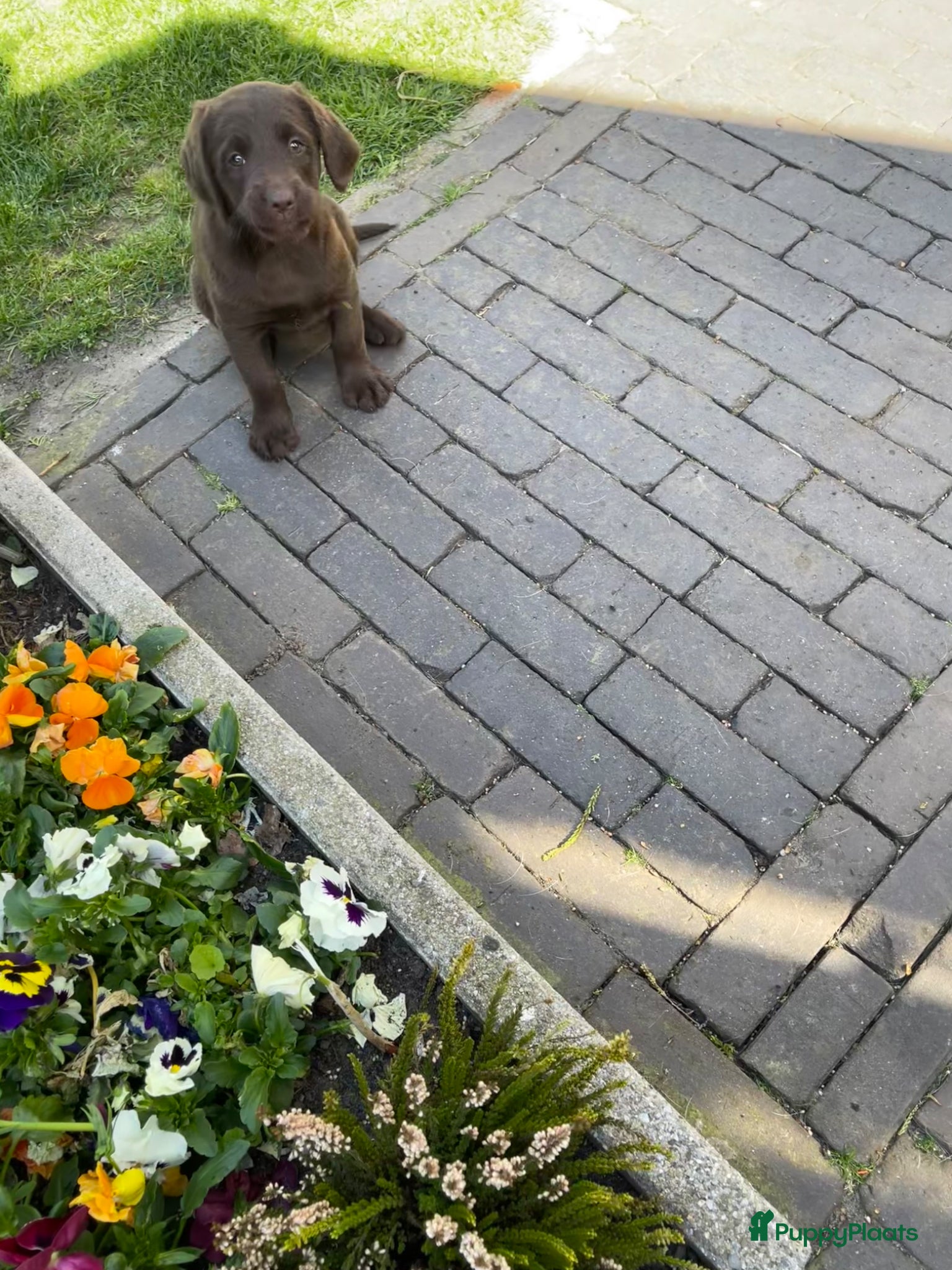 Labradoodle honden 2 van de 5 unieke Labradoodle bruin/wit aftekening - Advertentie 1