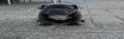 Amerikaanse Bully honden te koop: 4 prachtige pocket bully pups te koop - Advertentie 8