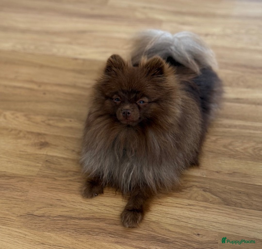 Pomeriaan honden te koop: Chocolat gesteriliseerd teefje - Advertentie 1