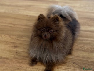 Pomeriaan honden Chocolat gesteriliseerd teefje - Advertentie 6