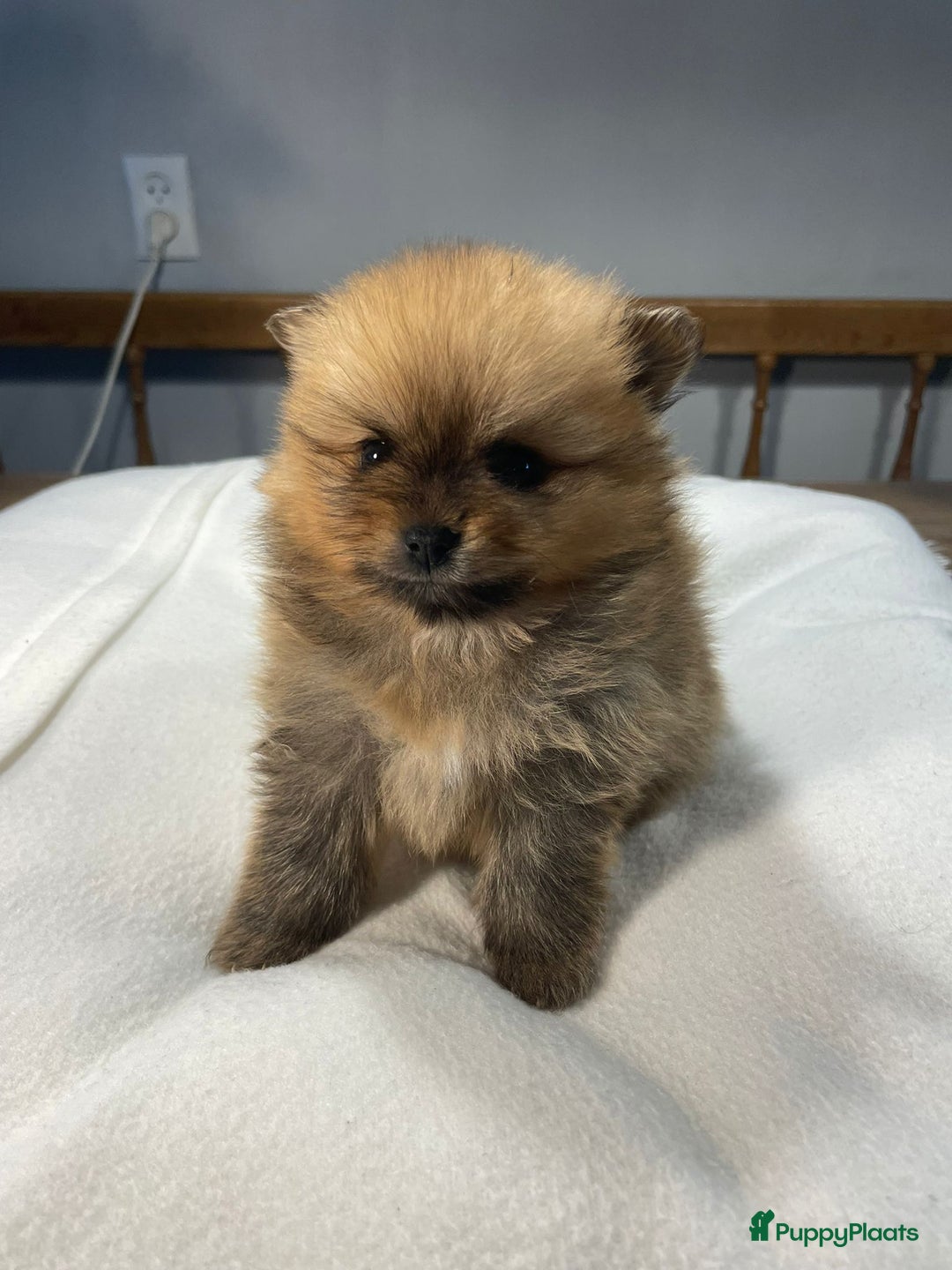 Pomeriaan honden te koop: 3 schattige Pomeriaan pups orange sable 5 wk - Advertentie 9
