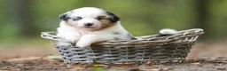 Australian Shepherd honden te koop: Australian shepherd pups - Advertentie 5