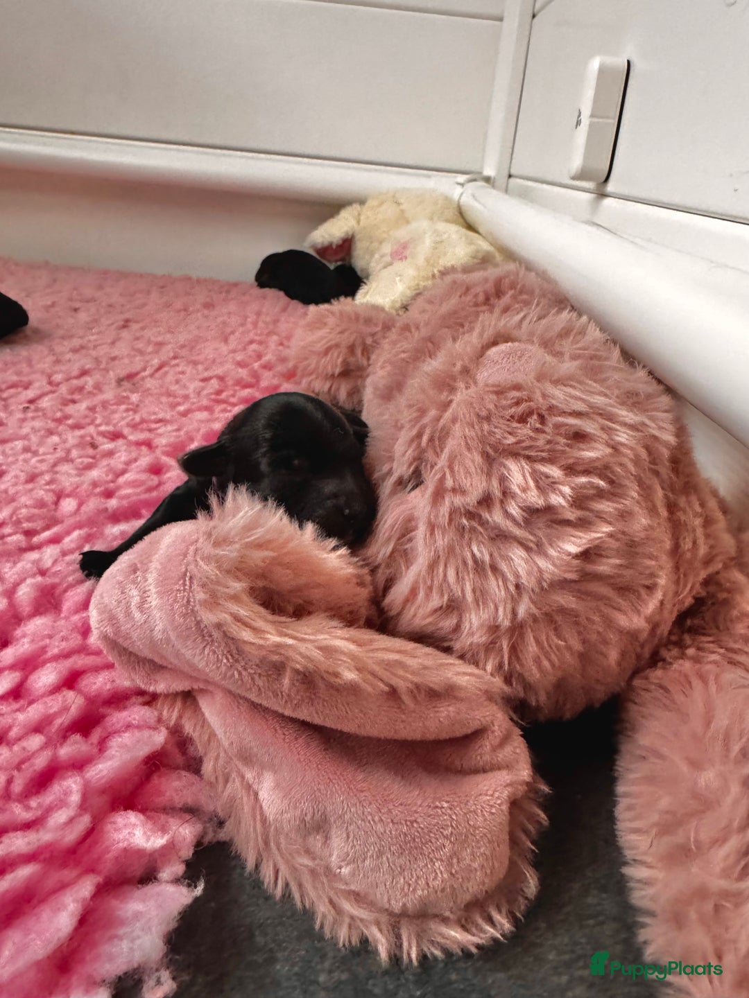 Labradoodle honden te koop: Labradoodle pups - Advertentie 5