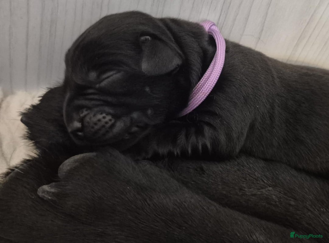 Labrador Retriever honden te koop: Zwarte en gele labrador pups met stamboom - Afbeelding 6