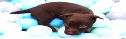 Australian Kelpie honden te koop: Australian Kelpie pups zoeken actieve baasjes - Advertentie 6