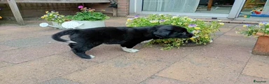 Kruising Puppy 2