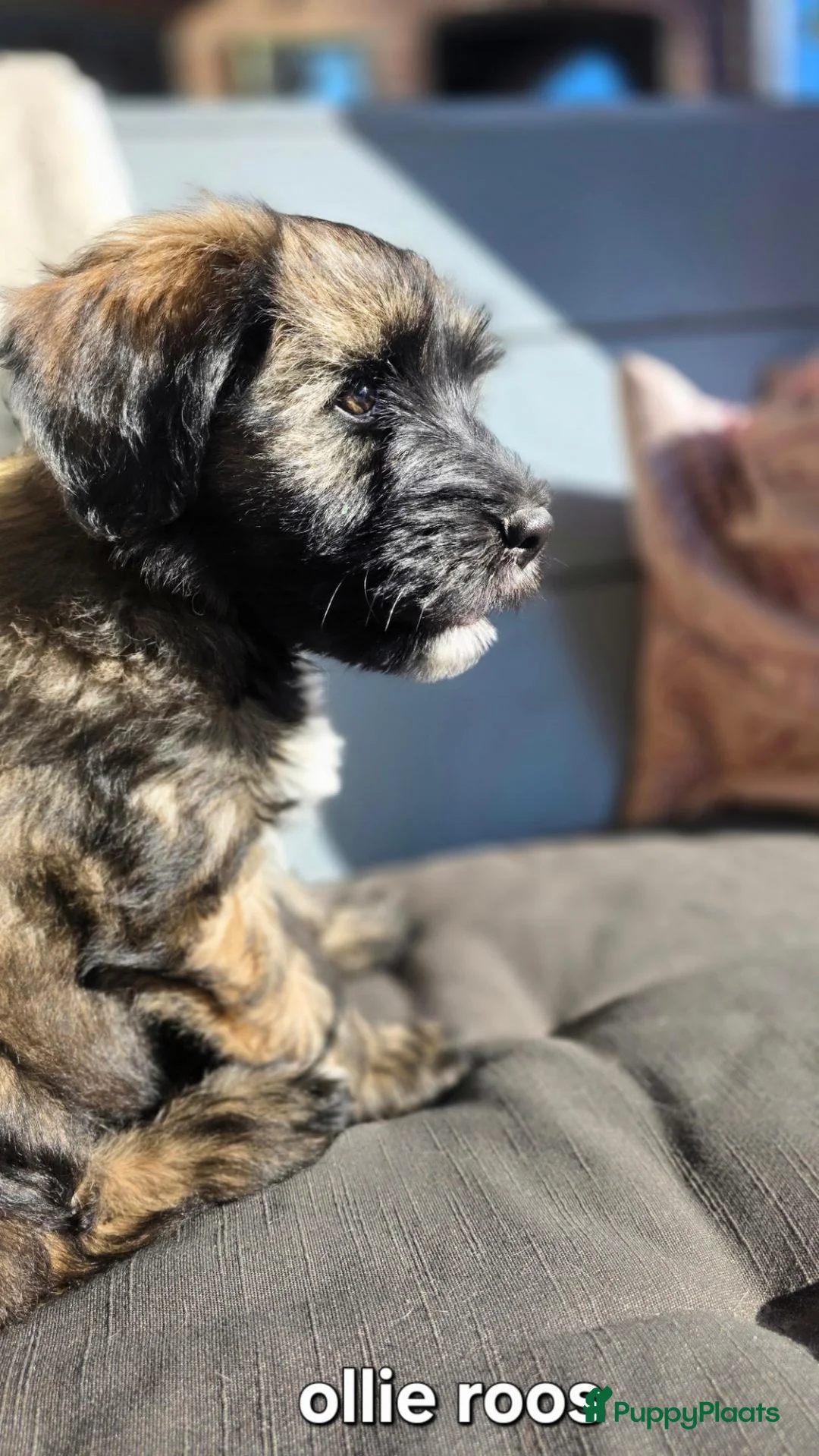 Tibetaanse Terriër honden te koop: Tibetaanse terriër pups met FCI stamboom - Advertentie 2