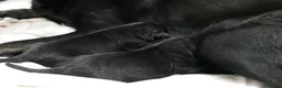 Hollandse Herder honden te koop: Te koop: Hollandse herderpups in Hoek - Advertentie 6