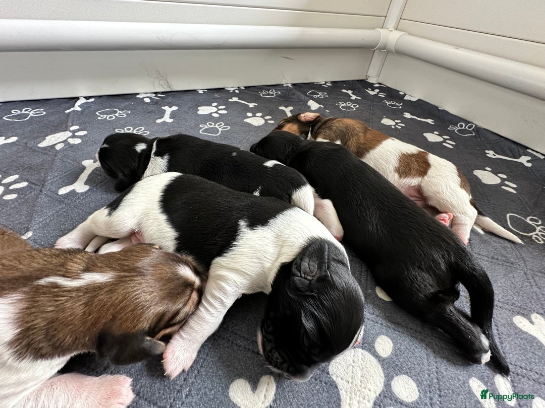 Kruising honden te koop: Nog 2 knuffelbare kruising puppy’s beschikbaar  - Afbeelding 8