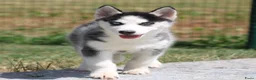 Siberische Husky honden te koop: Husky pup - Advertentie 7