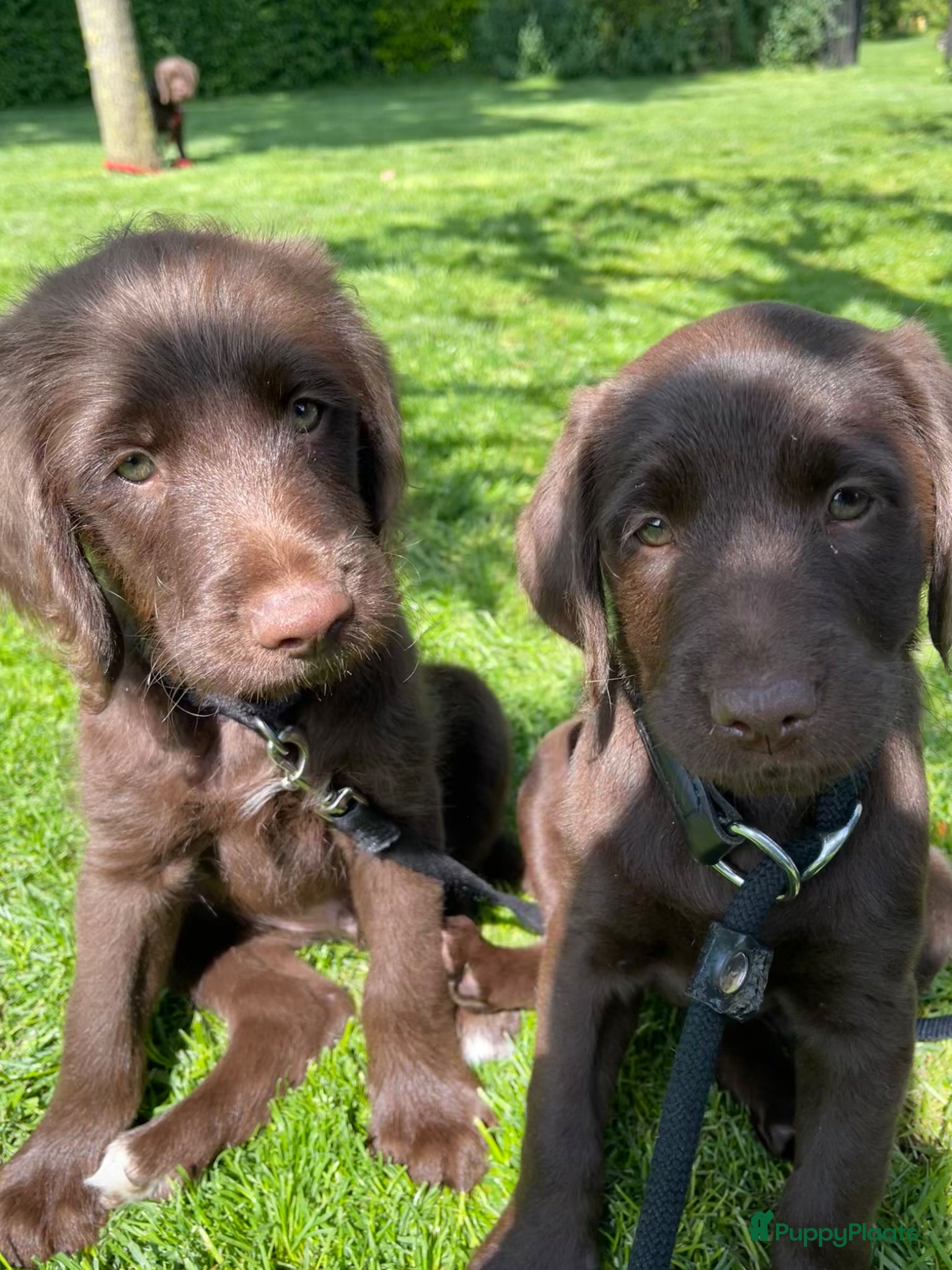 Labradoodle honden Te koop: Unieke Labradoodle pups - Advertentie 11
