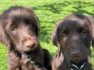 Labradoodle honden Te koop: Unieke Labradoodle pups - Advertentie 11