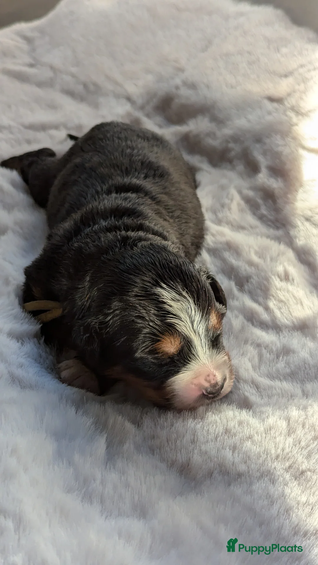 Berner Sennenhond honden te koop: Mooie Bernerpups - Advertentie 7