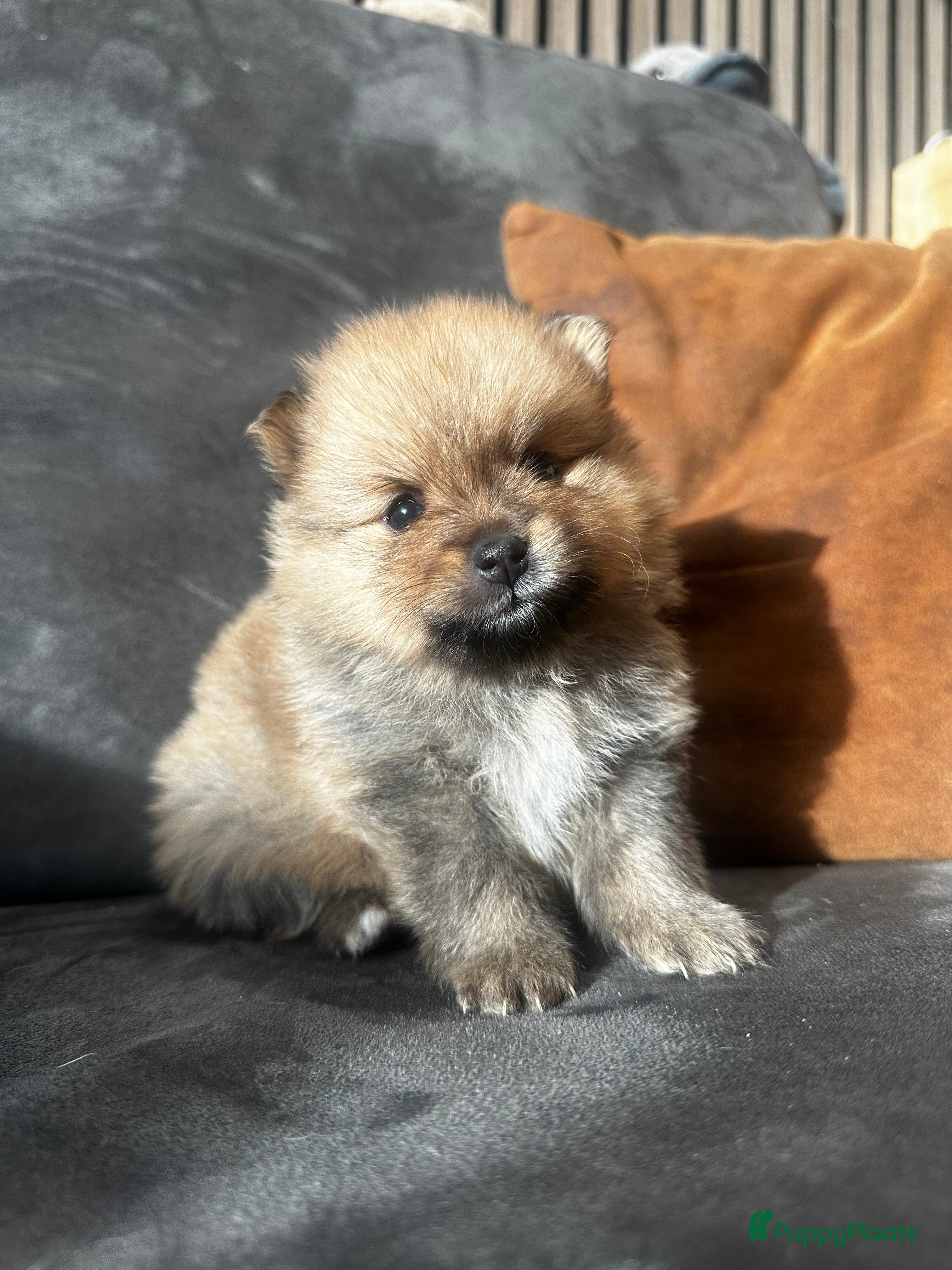 Pomeriaan honden   Pomeriaan teefje raszuiver ! - Advertentie 6