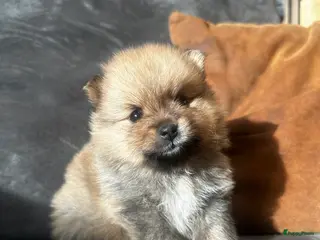 Pomeriaan honden Pomeriaan teefje raszuiver ! - Advertentie 6