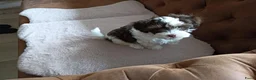 Kruising honden te koop: Te koop - Advertentie 2