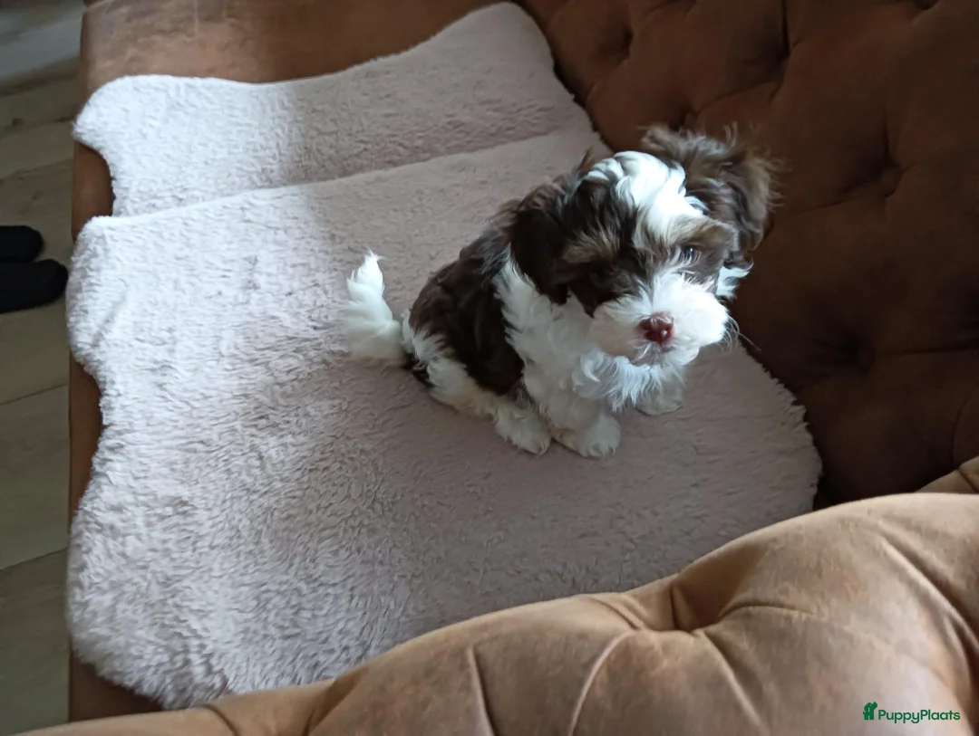 Kruising honden te koop: Te koop - Advertentie 2