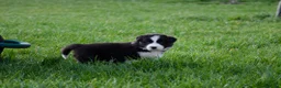 Border Collie honden te koop: Border collie puppies geboren op boerderij (BE) - Advertentie 8
