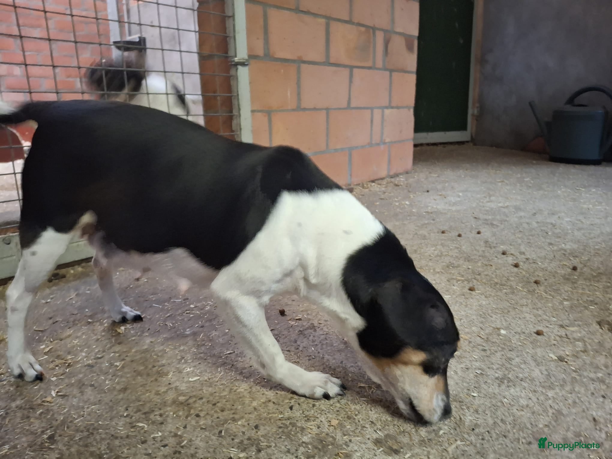 Fox Terriër Gladhaar honden boerenfox pups - Advertentie 1