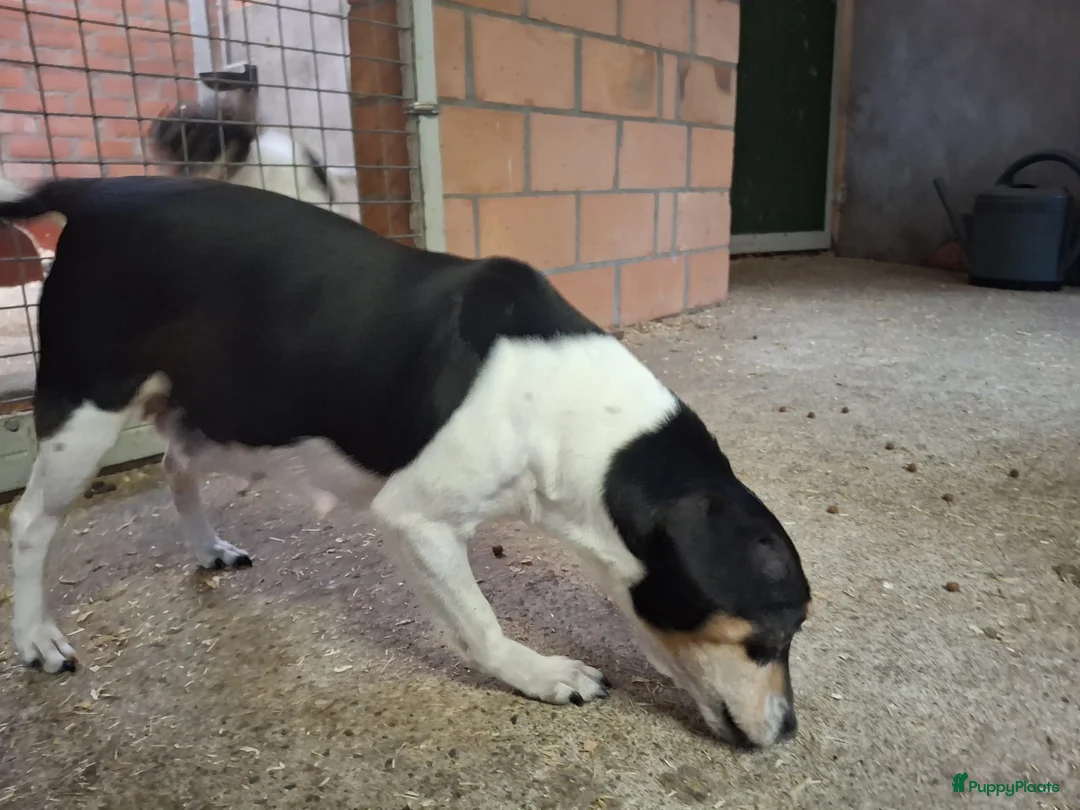 Fox Terriër Gladhaar honden te koop: boerenfox pups - Advertentie 1