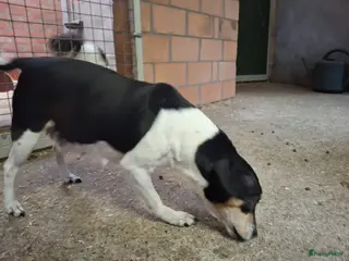 Fox Terriër Gladhaar honden boerenfox pups - Advertentie 1