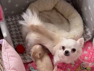 Chihuahua honden Chihuahua puppy’s - Advertentie 1