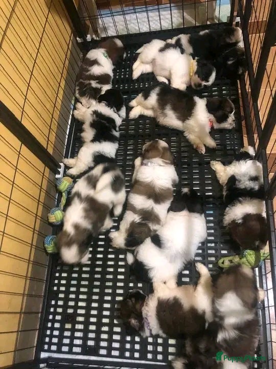 Shih Tzu honden schattige Shih Tzu-puppy's 🐶   - Advertentie 2