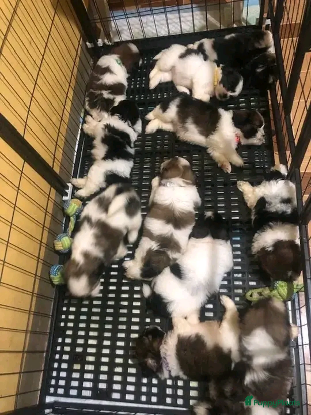 Shih Tzu honden ter adoptie: schattige Shih Tzu-puppy's 🐶   - Advertentie 2