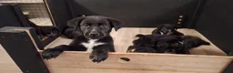 Kruising honden te koop: Bijzondere kruising / Bernsky + Friese Langhaar  - Advertentie 7