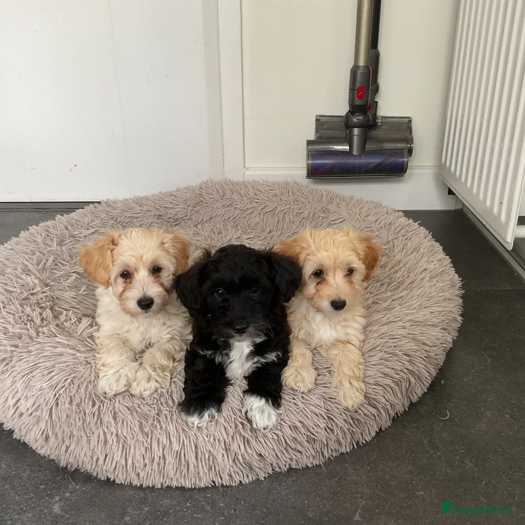 Maltipoo honden te koop: Maltipoo pups - Advertentie 2