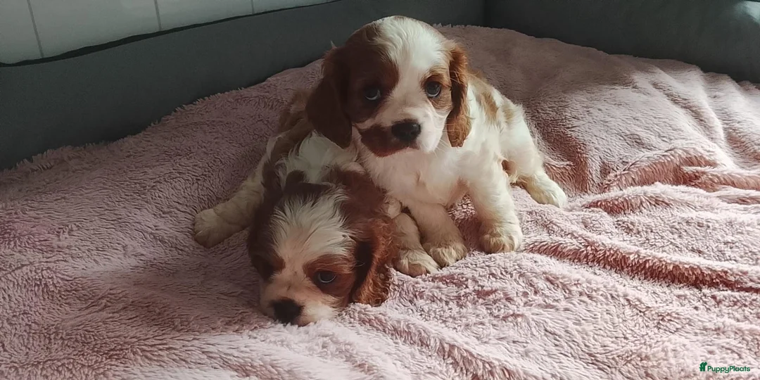 Cavalier King Charles Spaniel honden te koop: Cavalier king charles spaniel pups teefjes  - Advertentie 6