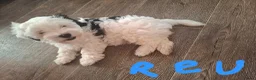 Kruising honden te koop: Prachtige Puppy's Maltipoo/Pomchi - Advertentie 3