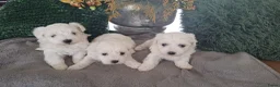 Maltezer honden te koop: Maltezer pups. Rasecht. Vader en moeder aanwezig - Advertentie 7