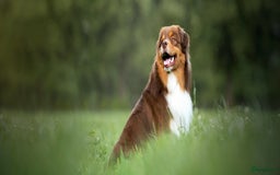 Australian Shepherd honden te koop: Prachtige Aussie Pups in Hulten - Afbeelding 4