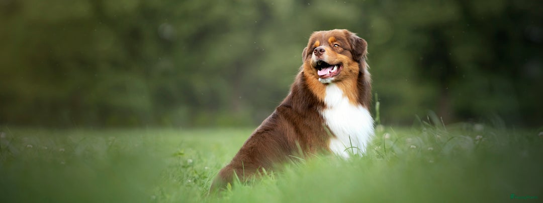 Australian Shepherd honden te koop: Prachtige Aussie Pups in Hulten - Afbeelding 4