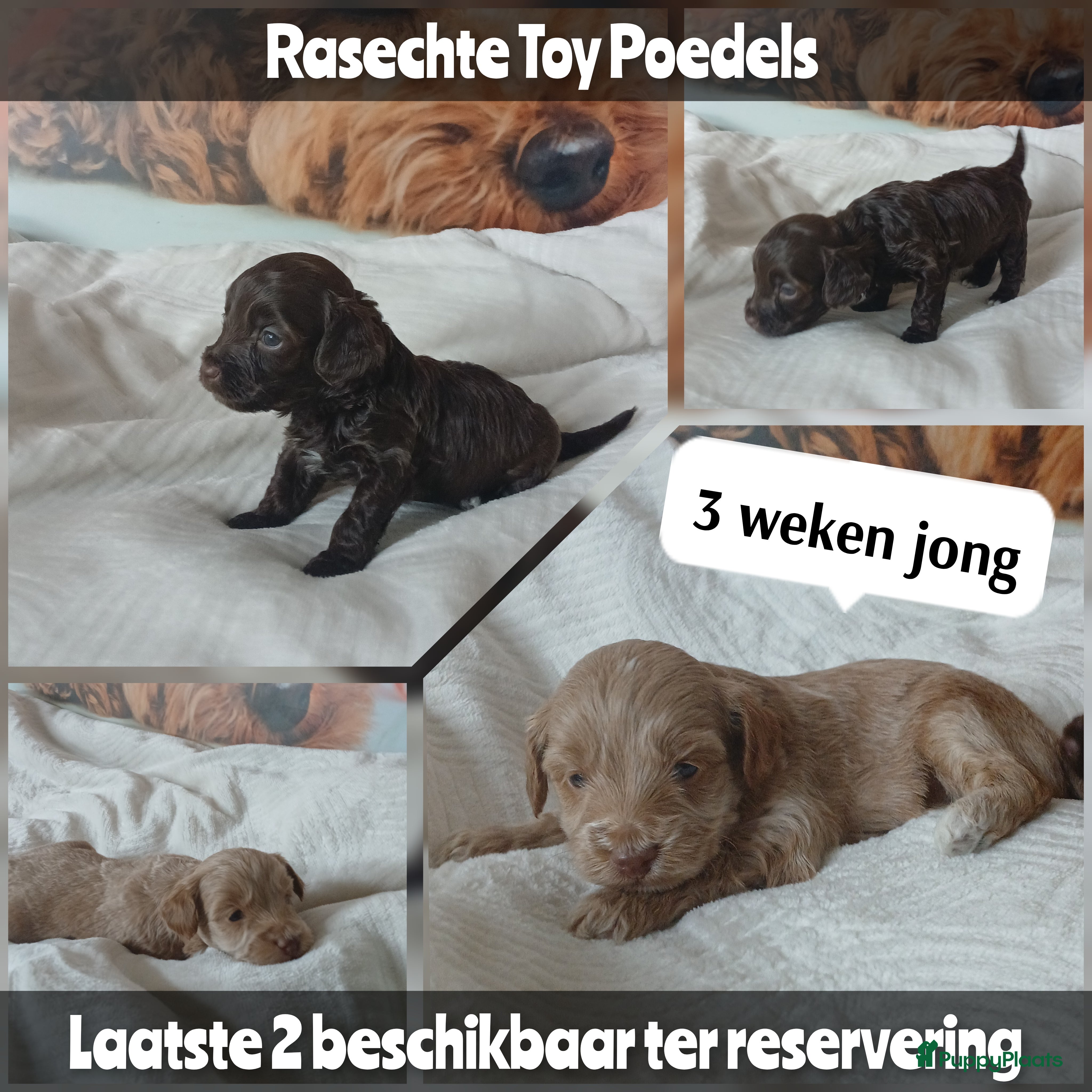 Poedel Toy honden Lieve Prachtige Rasechte Toy Poedels geboren - Advertentie 4