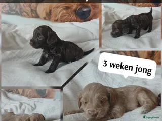 Poedel Toy honden Lieve Prachtige Rasechte Toy Poedels geboren - Advertentie 4