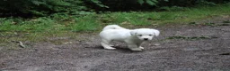 Tibetaanse Terriër honden te koop: Tibetaanse terrier teefje 🩷 - Advertentie 2