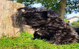 Kruising honden te koop: Orginele Amerikaanse Toy Papipoo  - Advertentie 2