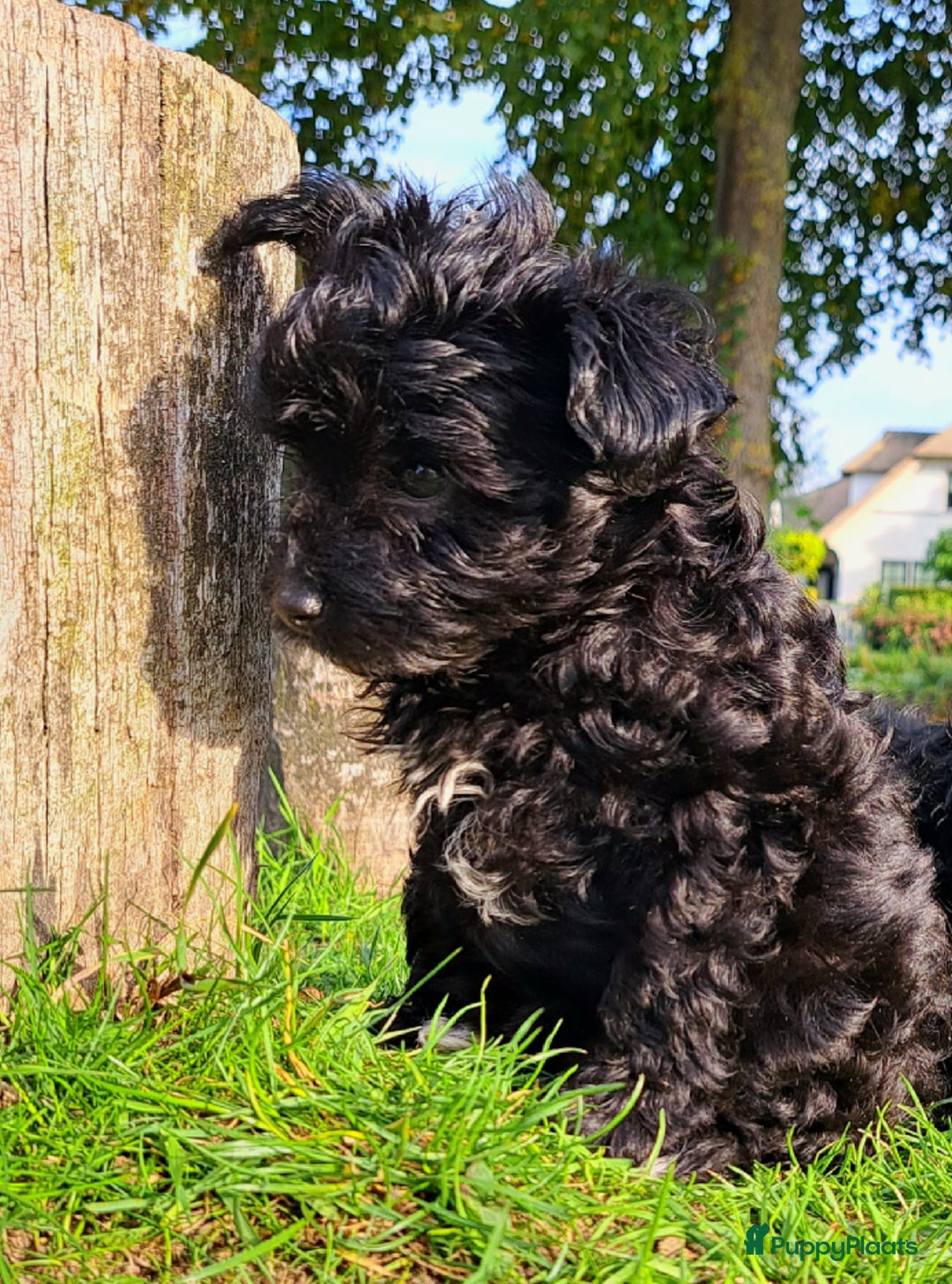 Kruising honden te koop: Laatste teefje: Orginele Amerikaanse Toy Papipoo  - Advertentie 2